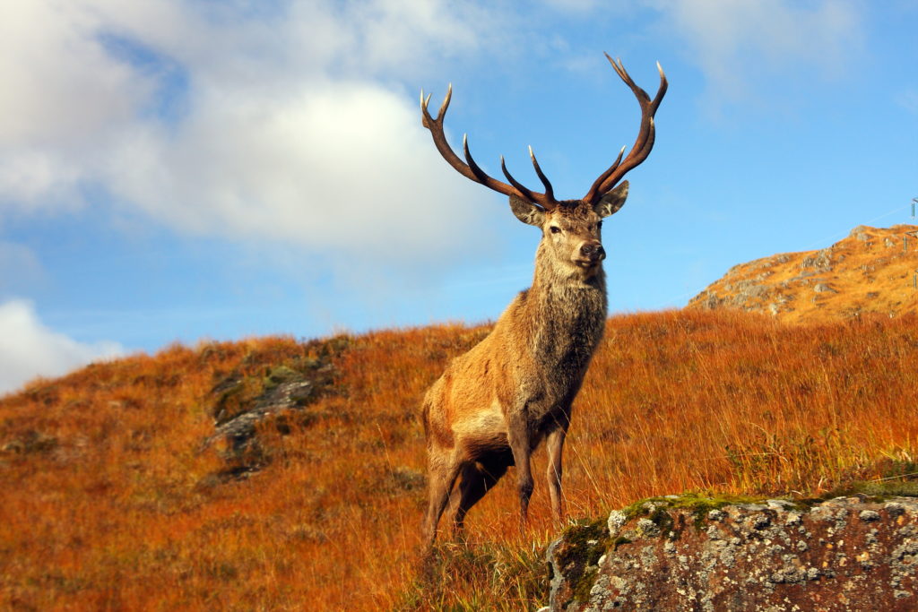 Deer on the moor in scotland