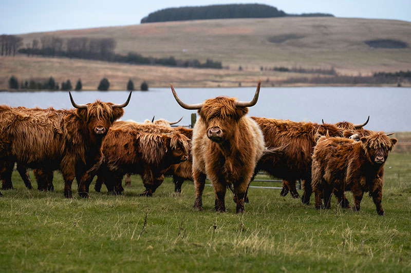 herd of highland cattle